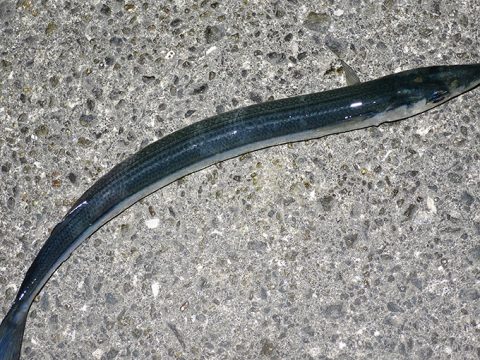 釣りに行ってみたものの…