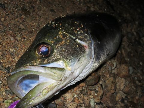 サヨリパターンでシーバスが釣れました!!
