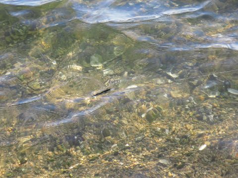 シーバスが釣れない理由はマイ感度不足の可能性も!