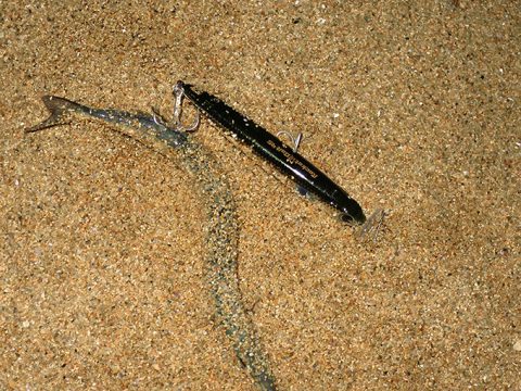 風が強すぎて…