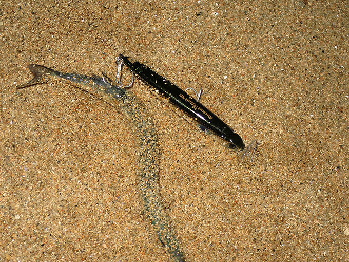 ベイトはサヨリ