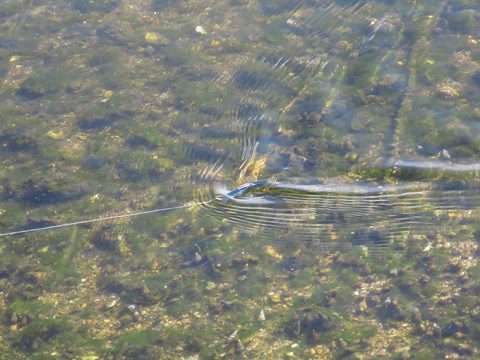 ロッドの構え方でルアーの動きが変わる