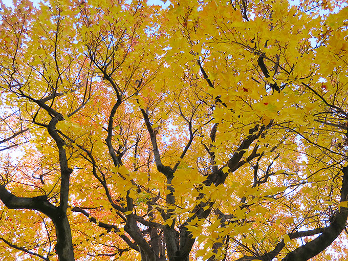 西武庫公園の紅葉