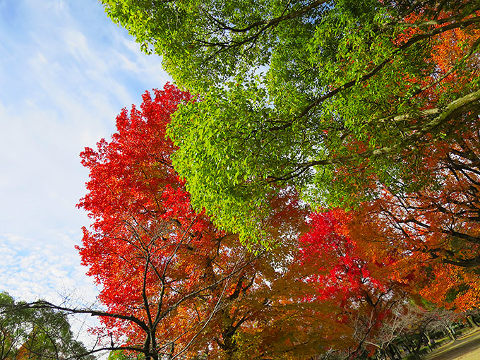 西武庫公園の紅葉