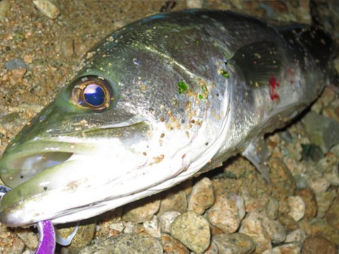 年内最後のシーバスになりそうです