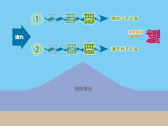 シーバスの捕食イメージ