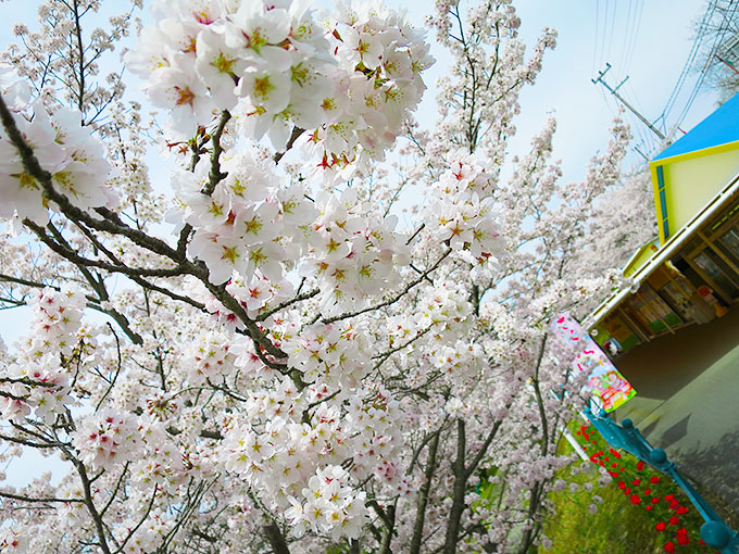 桜が満開!!