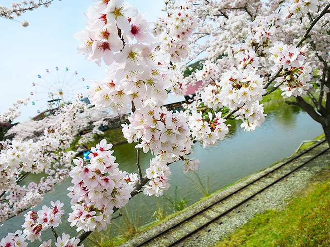 湖と満開の桜
