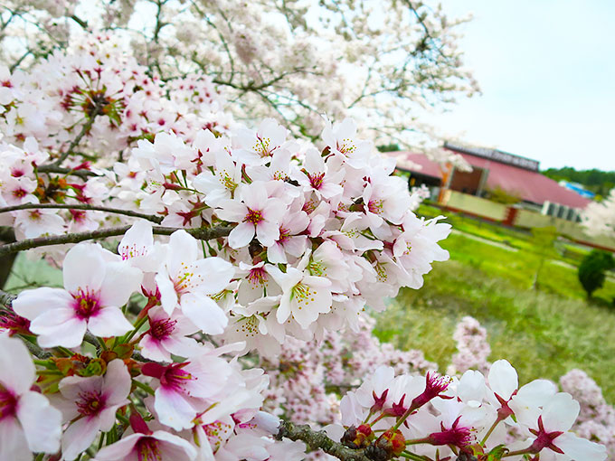 場内は綺麗な桜!!