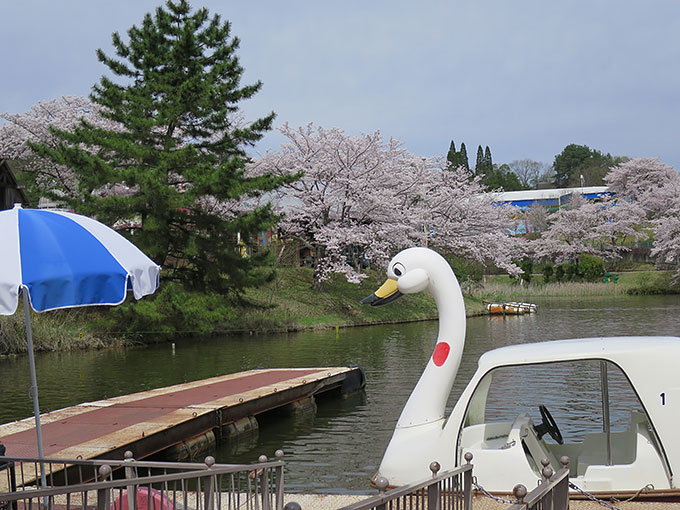 定番のスワンボート!