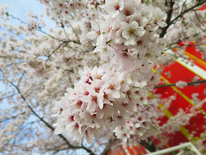 桜が満開!!