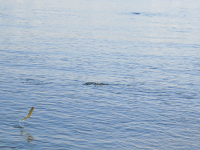 大量のイナッコ