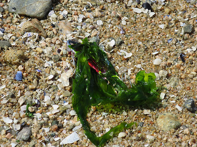 海藻が絡む