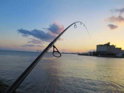 シーバスのバラしを軽減するロッドの合わせ方!!