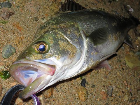 今年の初シーバスが釣れてブランジーノへ昇進!!