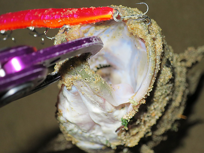 REED feel(フィール)