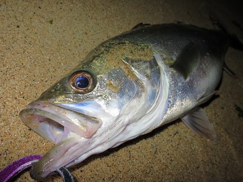 またシーバスが釣れました!!