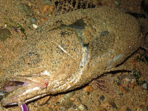 更にREED feel(フィール)でシーバスが釣れました!!