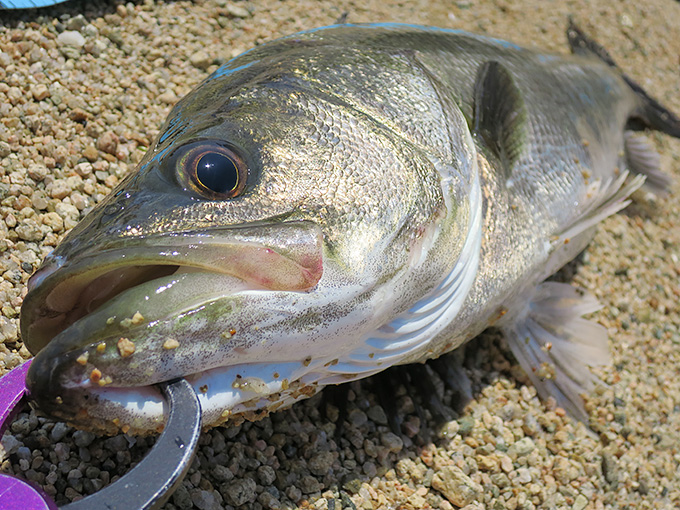 シーバスが釣れました