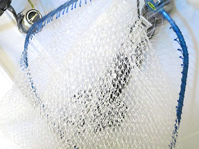 熱湯で洗い流す