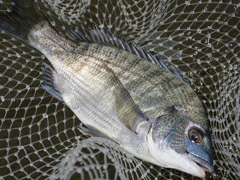 再度ウェーディングで遊んできました!!