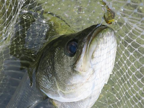 VJ-16でシーバスが釣れました!!