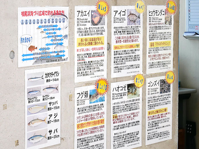 釣れる魚と注意が必要な魚
