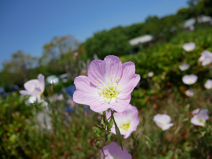 屋外にて花を撮影