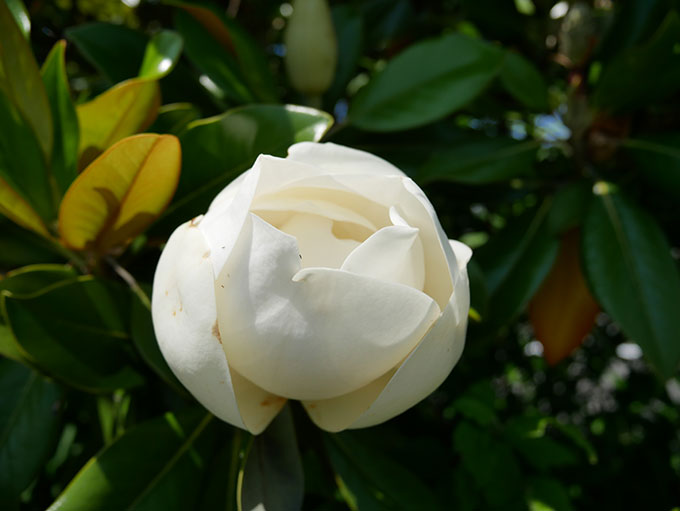 白色も綺麗です