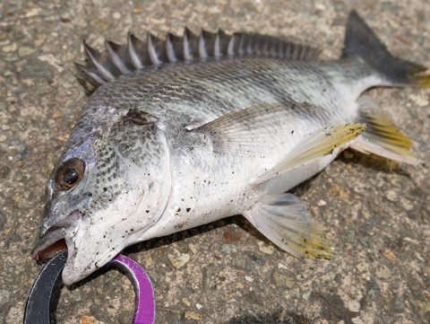 岸ジギ釣行の第三弾!シーバスの手応えは最高に楽しい!!