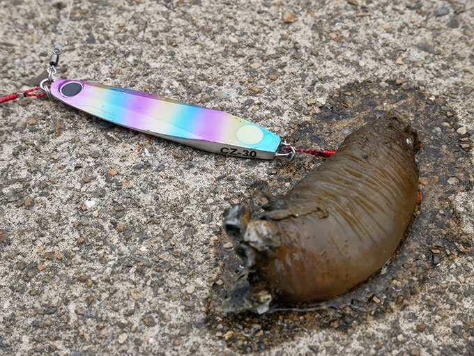 ホヤのお仲間??