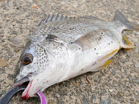 シーバスはバラし!でも岸ジギは最高に楽しいっ!!