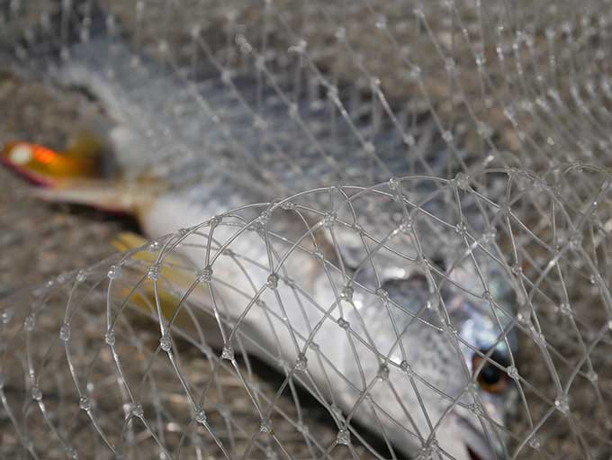 釣れた魚をタモですくって