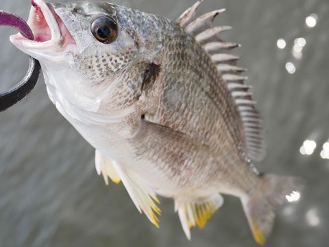 灼熱の岸壁ジギング一時間勝負で釣れたキビレ!!