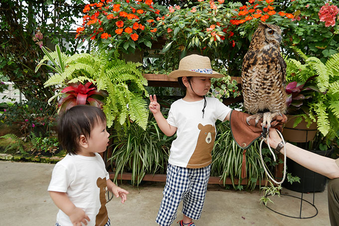 フクロウと写真撮影