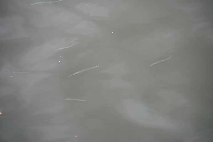 えんぴつサヨリ