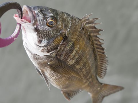 短時間の岸壁ジギングで釣れたチヌ!!!