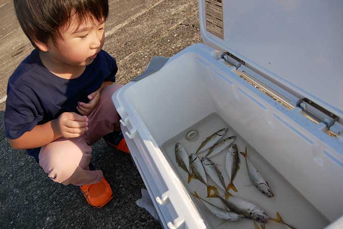 沢山釣れました