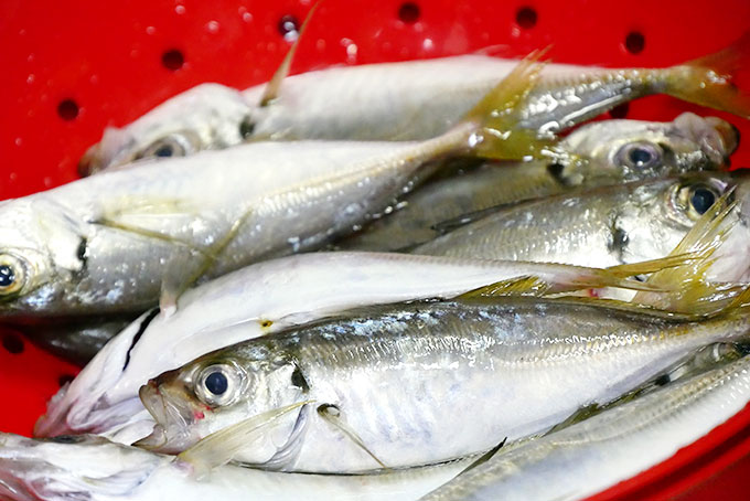 釣ってきたアジ