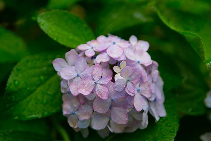 雨の中の紫陽花