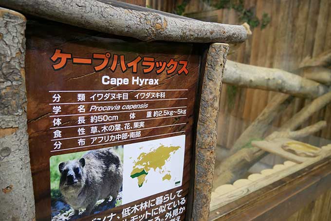 ケープハイラックス