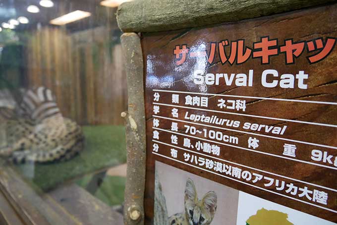 サーバルキャット