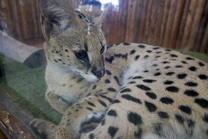 サーバルキャットを発見!!