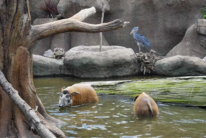 アカカワイノシシ