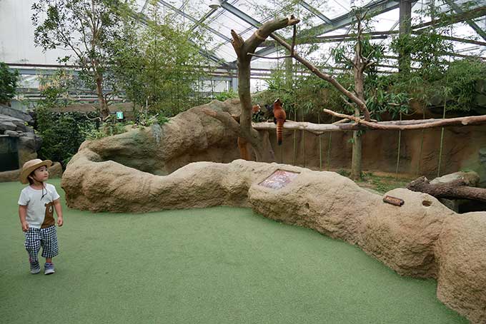 レッサーパンダ