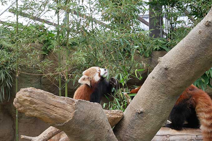 レッサーパンダ