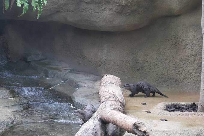 コツメカワウソ