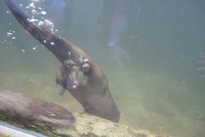 泳いで来たのは…