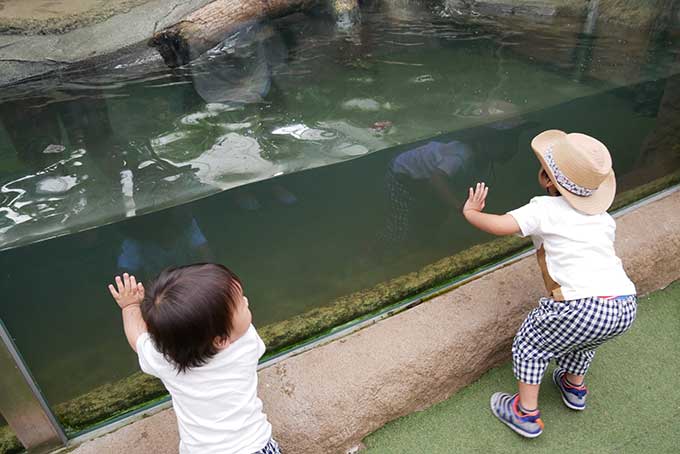 夢中に見ている水槽