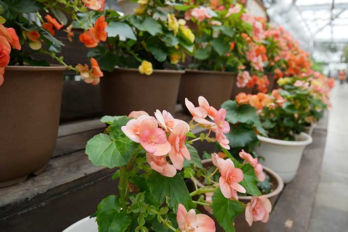 お花が並んでいます